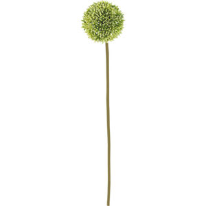 Allium okrasný česnek 67 cm - krémová