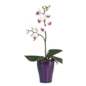 ORCHIDEJ orchidej 60 cm