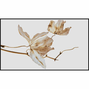 Monee UMĚLECKÝ TISK, rostliny, 120/70 cm